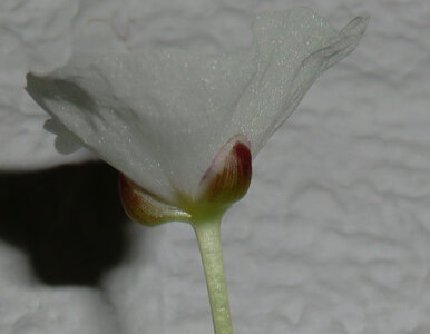 blüte 0052.jpg