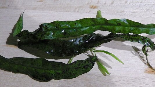 PICT0001.JPG