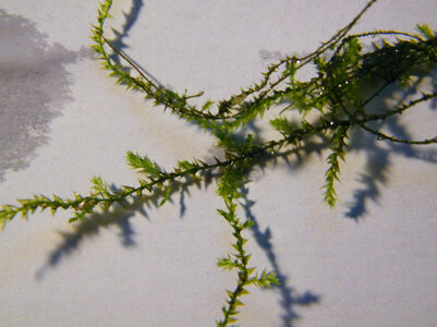 DSCF0006 Kopie.JPG