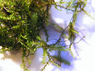 DSCF0009 Kopie.JPG