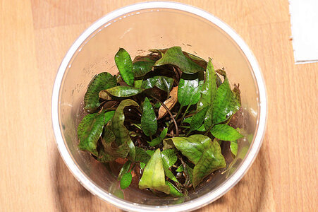 Cryptocoryne x purpurea_0091.jpg