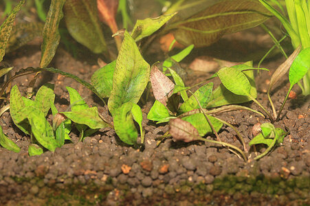 Cryptocoryne x purpurea_0094.jpg