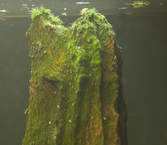 903-normal_4.jpg