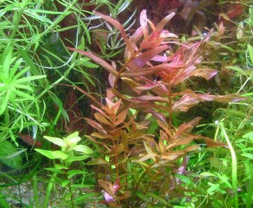 Rotala.JPG