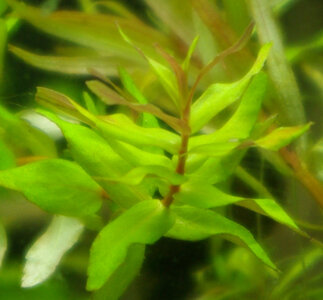 rotala_wavy (2).jpg