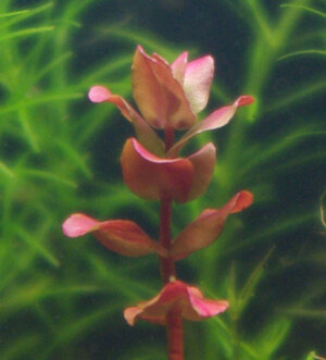 rotala_wavy.jpg