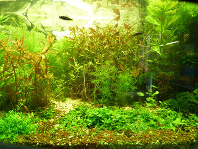 P1010299f.jpg