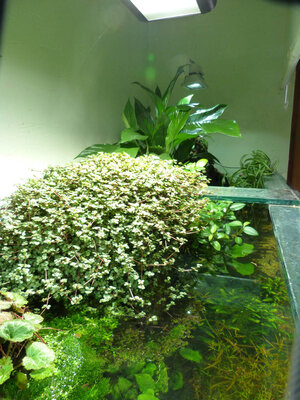 P1010295f.jpg