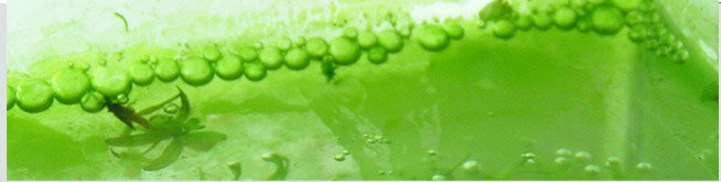 alge.jpg