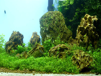 P1010403f.jpg