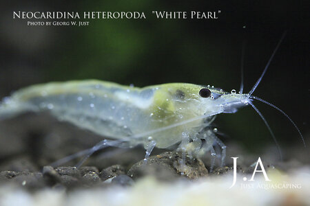 neocaridina_heteropoda_white_pearl.jpg