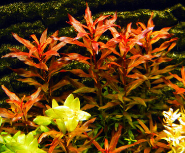 Ludwigia.jpg