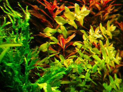 Bacopa.jpg