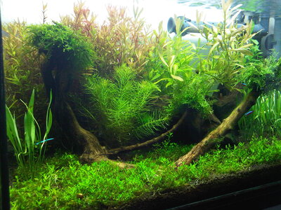 IMG00013-20111231-1121.jpg