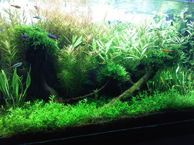 IMG00019-20120107-1637.jpg