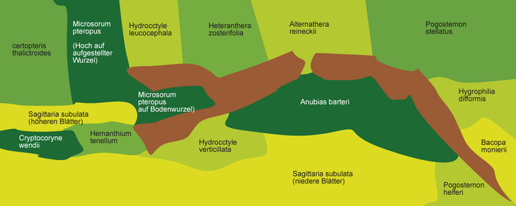 Pflanzenplan-Aqua4.jpg