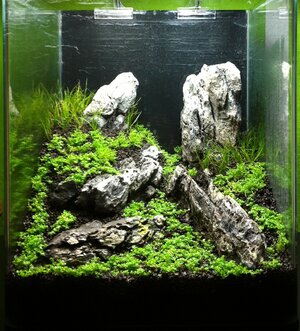 Aquascpape-Drystart.jpg