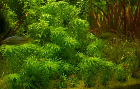 macrocaulon.jpg
