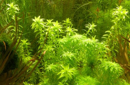 fluvatilis.jpg