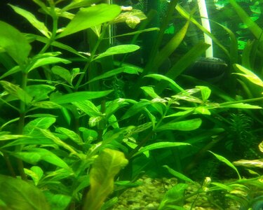 Foto 3 (2).JPG