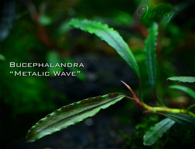 metalic wave.jpg