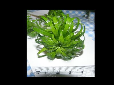 durchmesser_macrocaulon.jpg