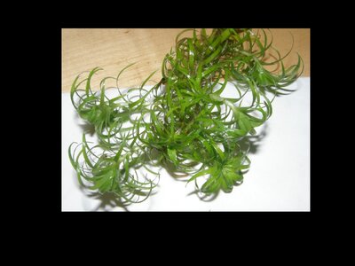 viele_triebe_macrocaulon.jpg