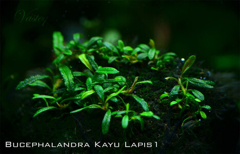 kayu lapis1.jpg