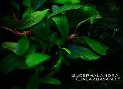 kualakuayan11.jpg