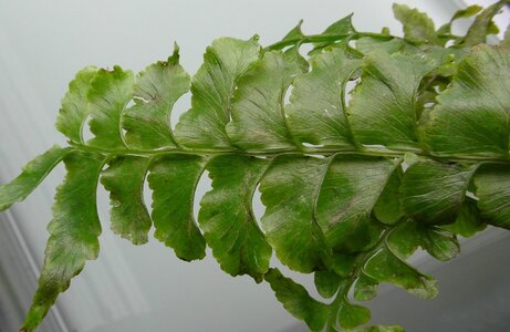AsplenOberseite_resized2.JPG