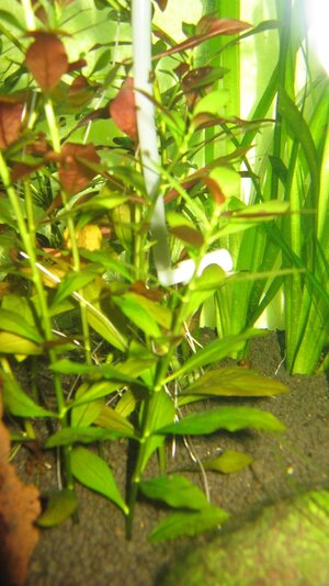 IMG_1063.JPG