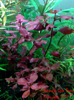 Ludwigia 2.jpg