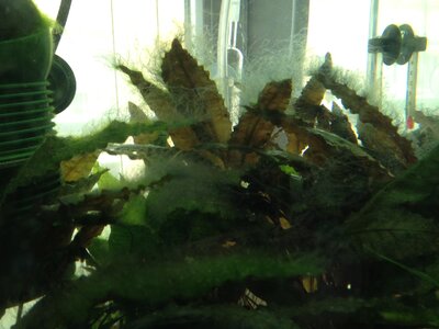 Foto 8.JPG