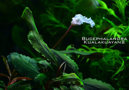 Kualakuayan2 FLOWER2.jpg