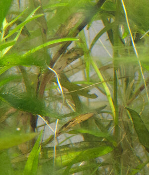 P1000733.jpg