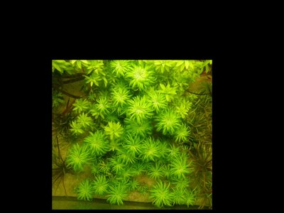 macrocaulon_von_oben.jpg