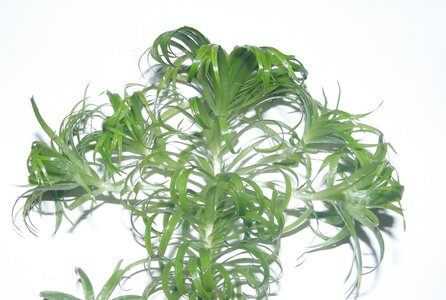 einzel_verzweigung_19022012.jpg