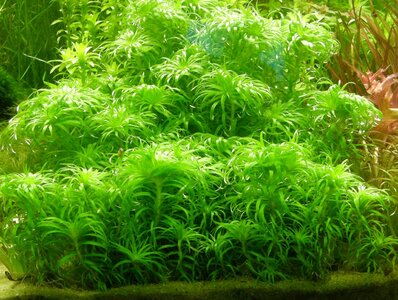 macrocaulon19022012.jpg
