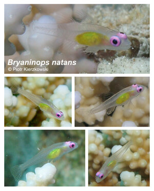violet eyes goby.jpg