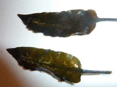 Cryptocoryne.jpg