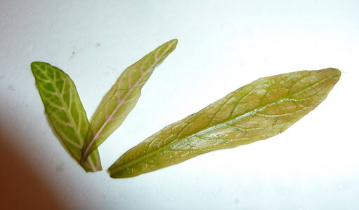 Hygrophila polysperma.jpg