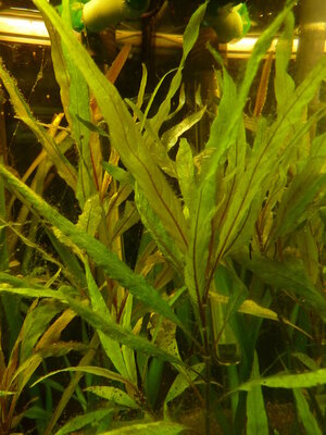 Hygrophila stricta (2).jpg