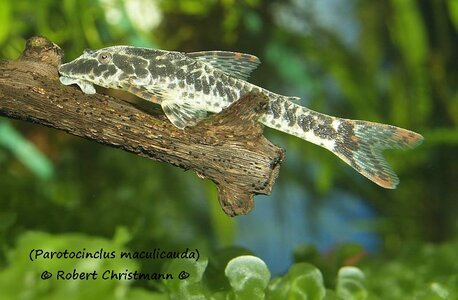 Parotocinclus maculicauda_A130314_2.jpg