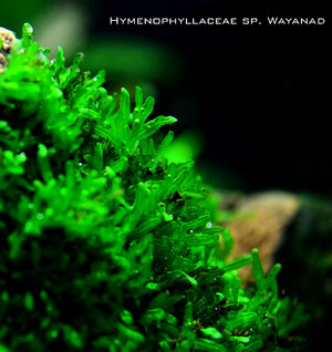 Hymenophyllaceae sp. Wayanad 2.jpg