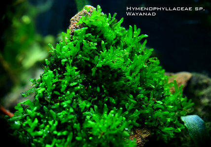 Hymenophyllaceae sp. Wayanad 3.jpg