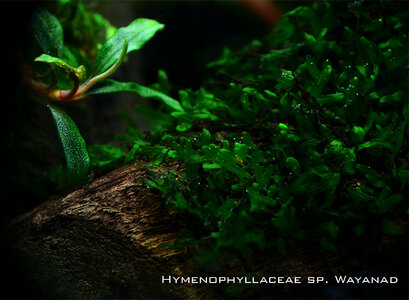 Hymenophyllaceae sp. Wayanad.jpg