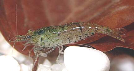 heteropoda[1].jpg