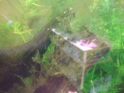 DSCF4206.jpg