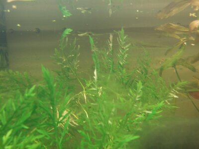 DSCF4208.jpg