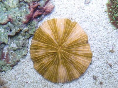fungi (2).JPG